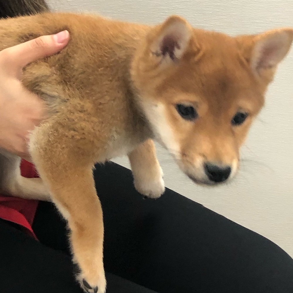 Meet your Posher, Eliza